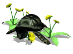 turtle_eht5.gif