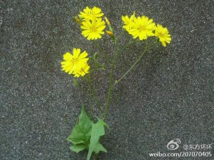 墙角的花