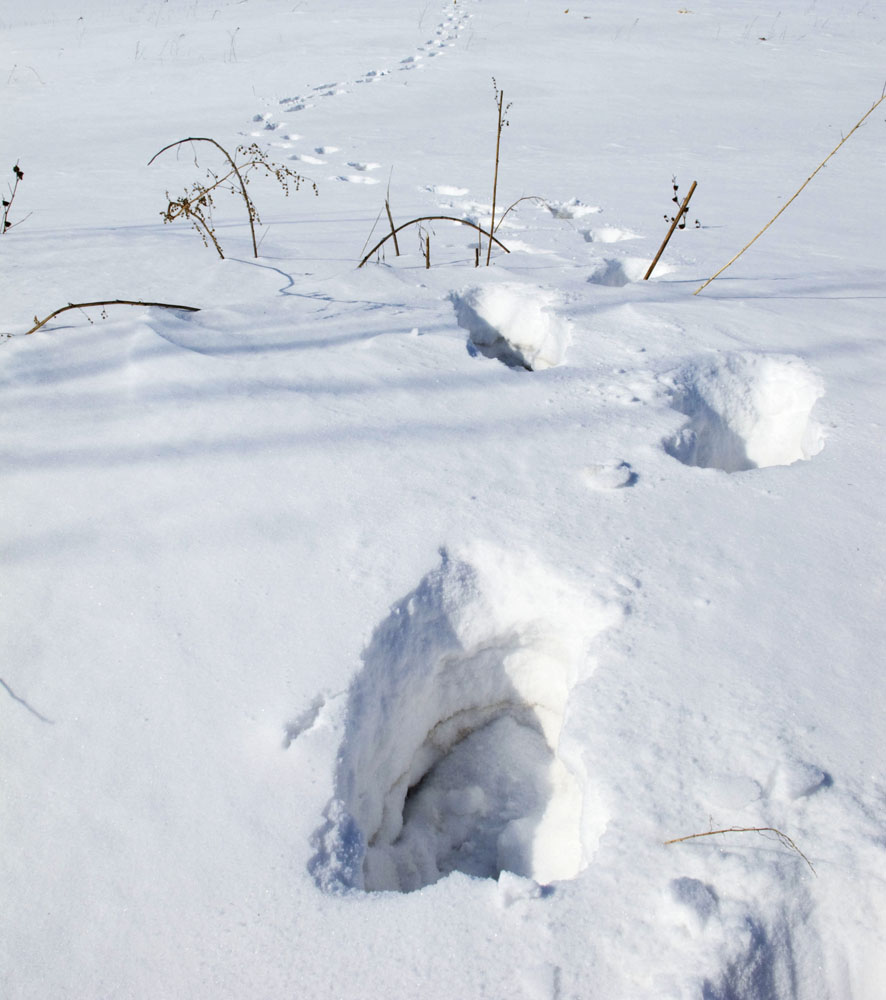 雪中情