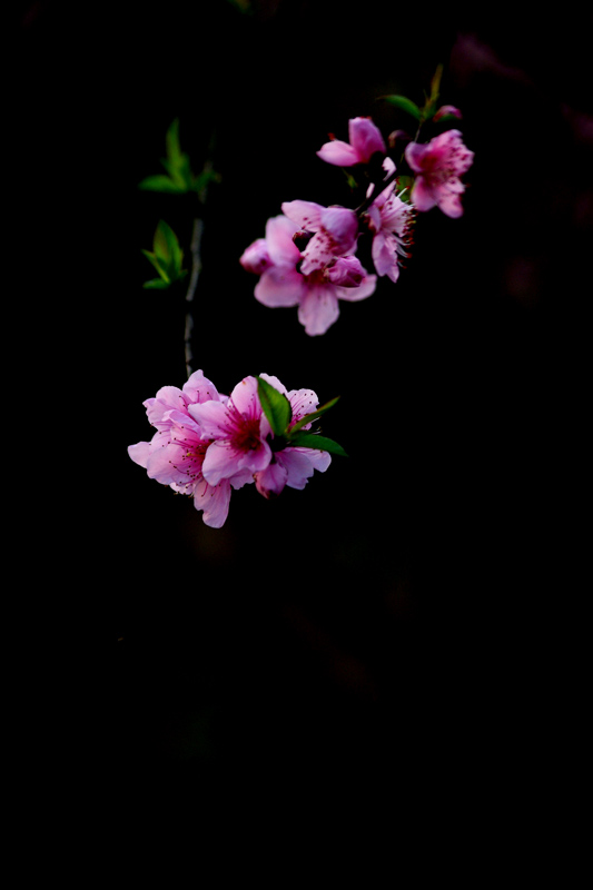 1桃花３.jpg