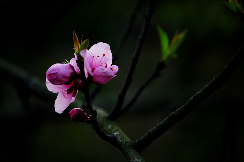 1桃花４.jpg